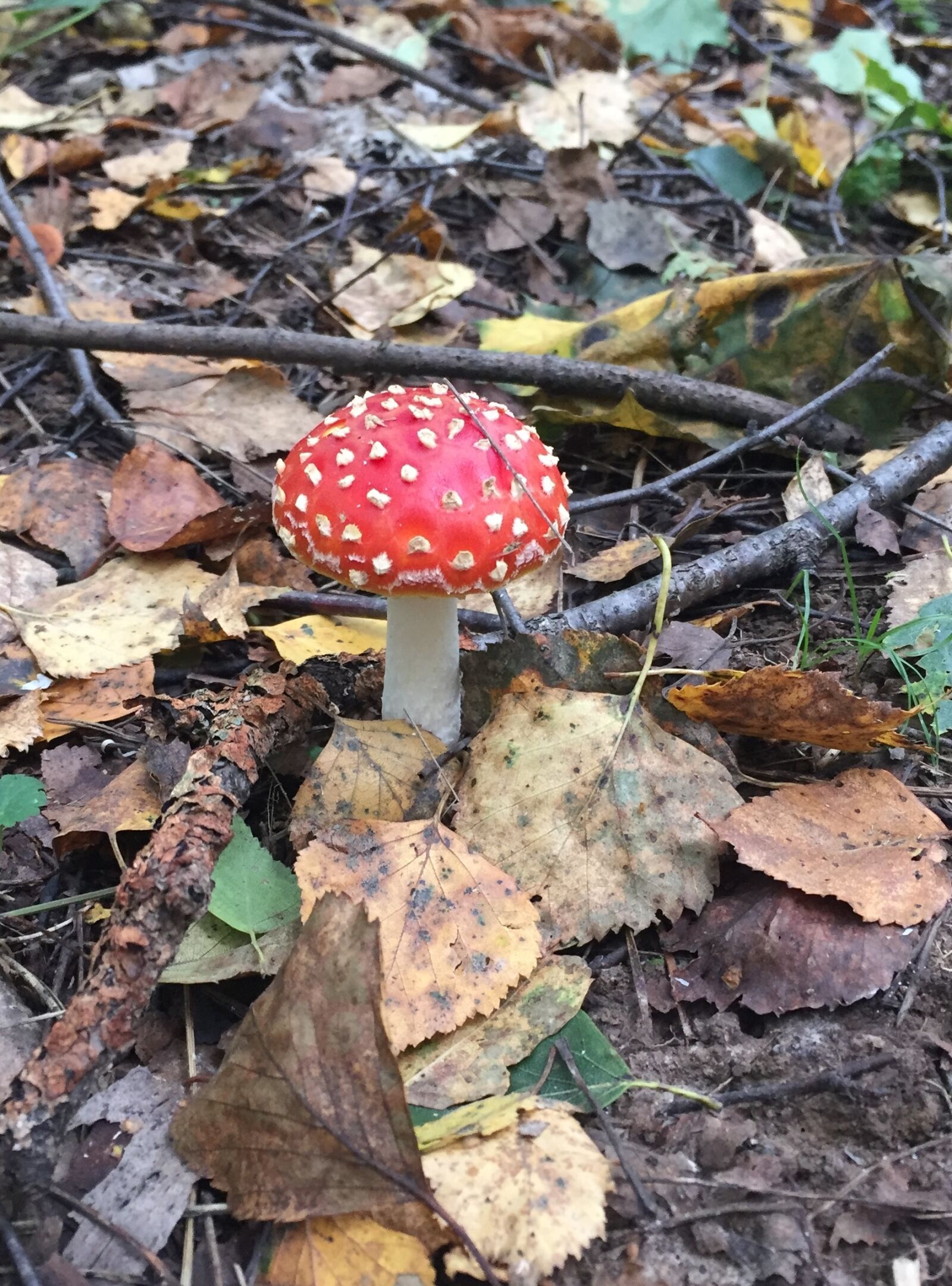 Apple iPhone 6 sample photo. Amanita, nature, mushroom photography