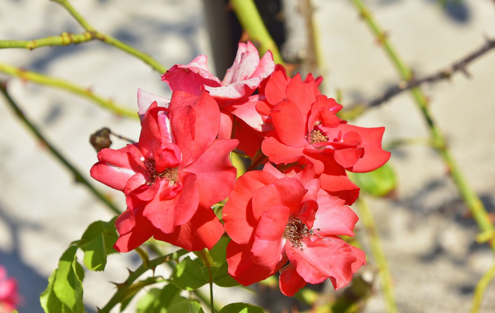 Nikon D7200 sample photo. Flowers, garden, plant photography