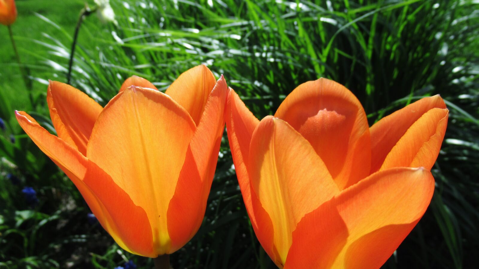 Canon PowerShot SX620 HS sample photo. Tulip, orange, nature photography