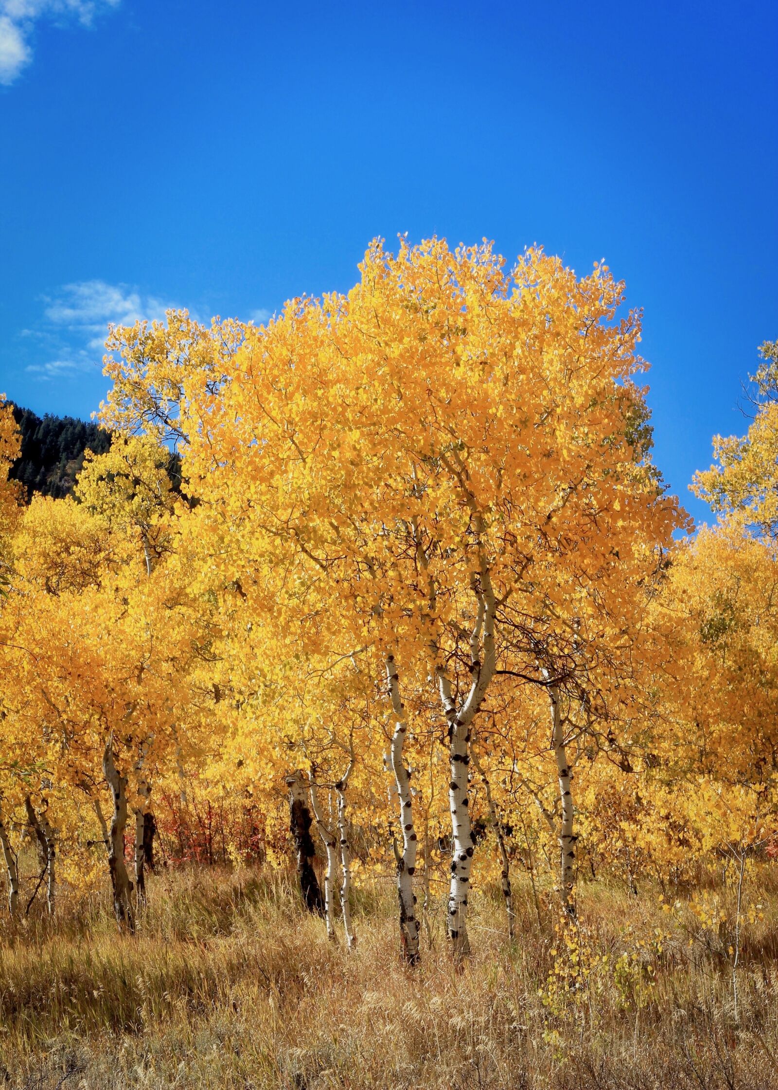 Canon EOS 550D (EOS Rebel T2i / EOS Kiss X4) sample photo. Autumn, golden, bright photography