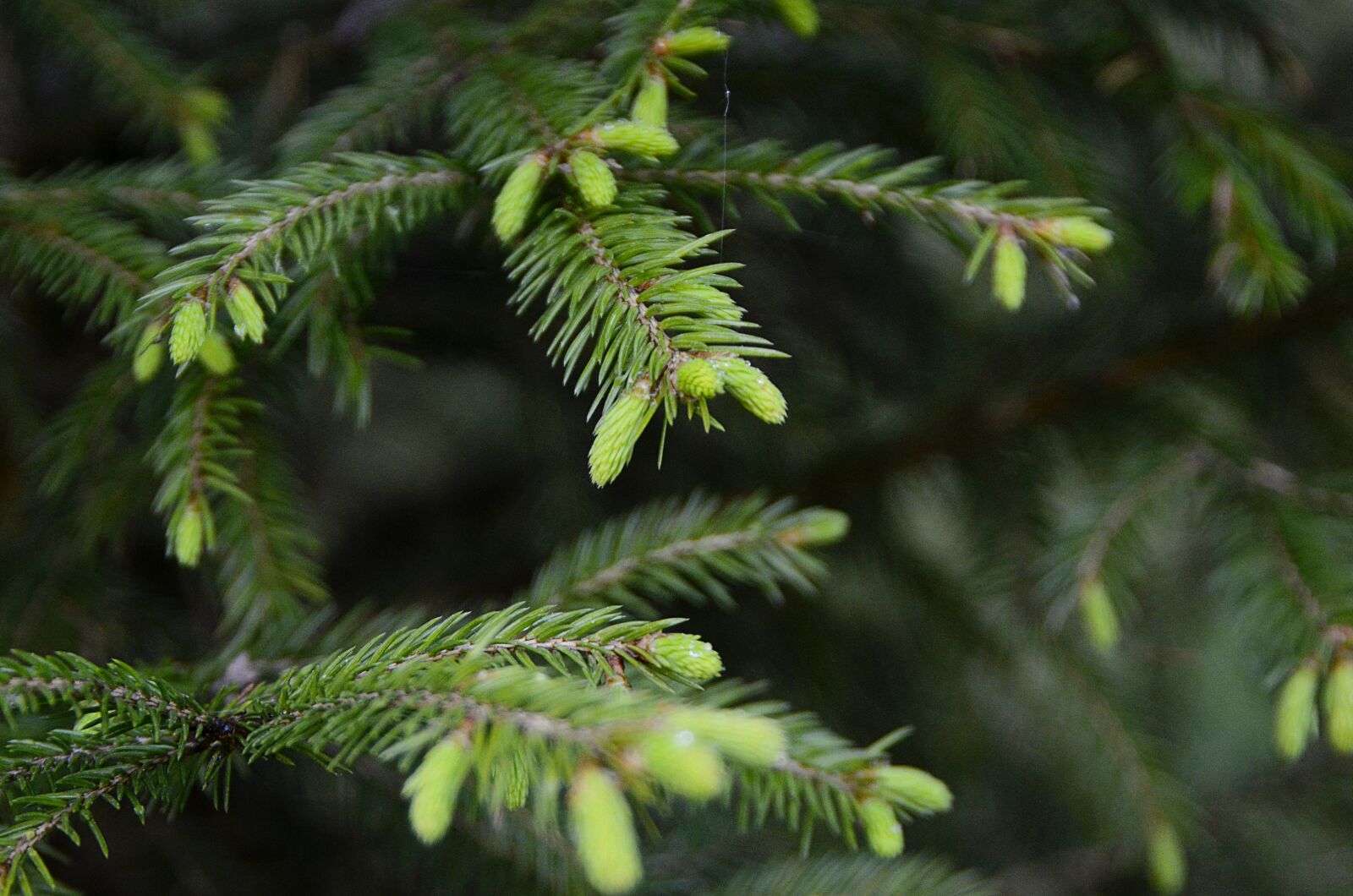 Nikon D7000 sample photo. Forest, nature, spruce photography