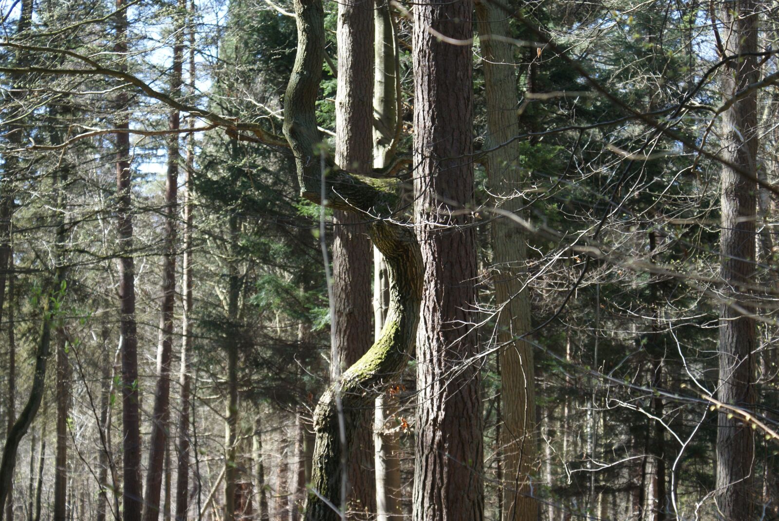Sony Alpha DSLR-A200 sample photo. Trees, nature, arboretum photography