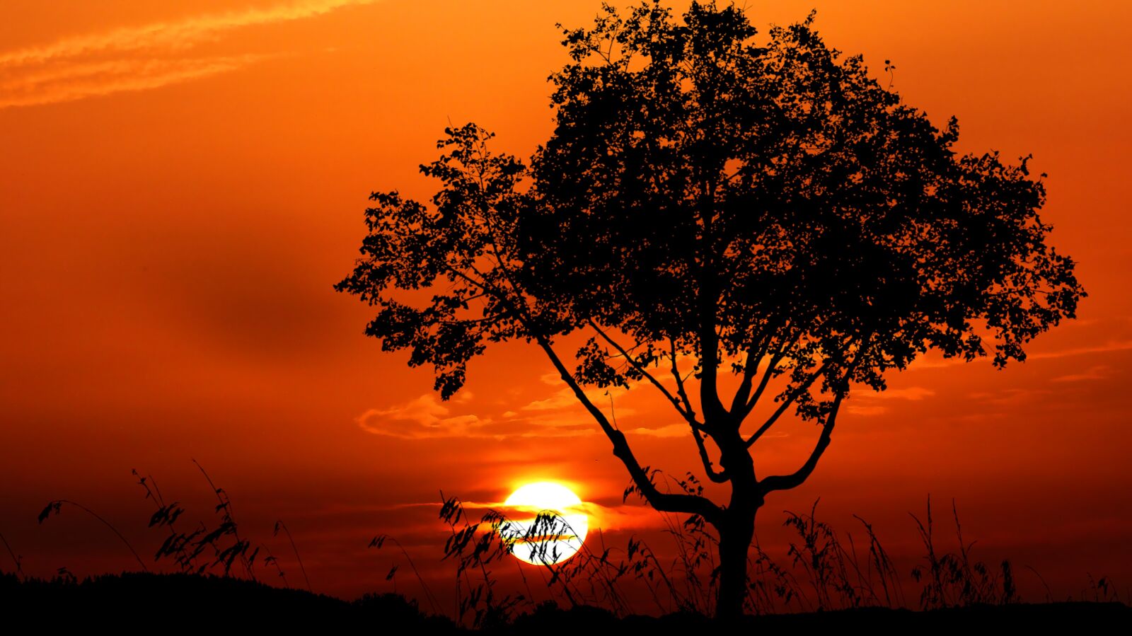 Panasonic Lumix DMC-FZ200 sample photo. Sunset, nature, tree photography