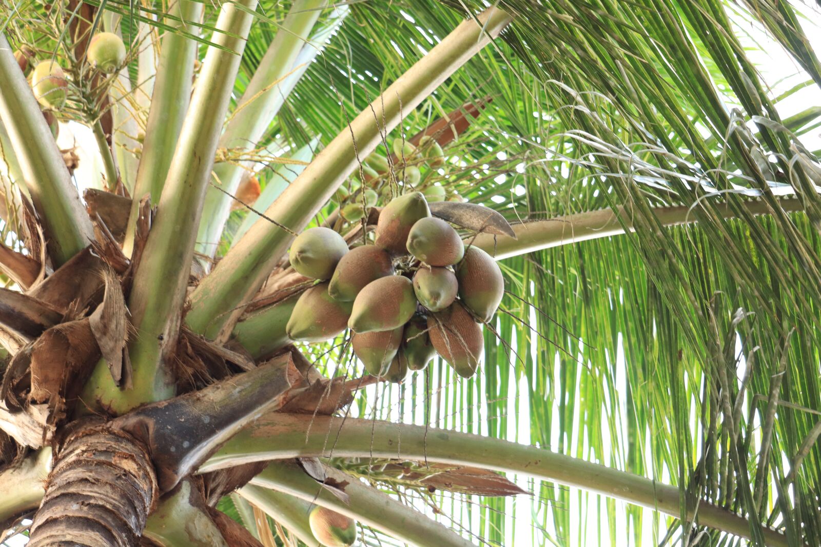 Canon EOS 250D (EOS Rebel SL3 / EOS Kiss X10 / EOS 200D II) sample photo. Kerala, palm tree, coconut photography