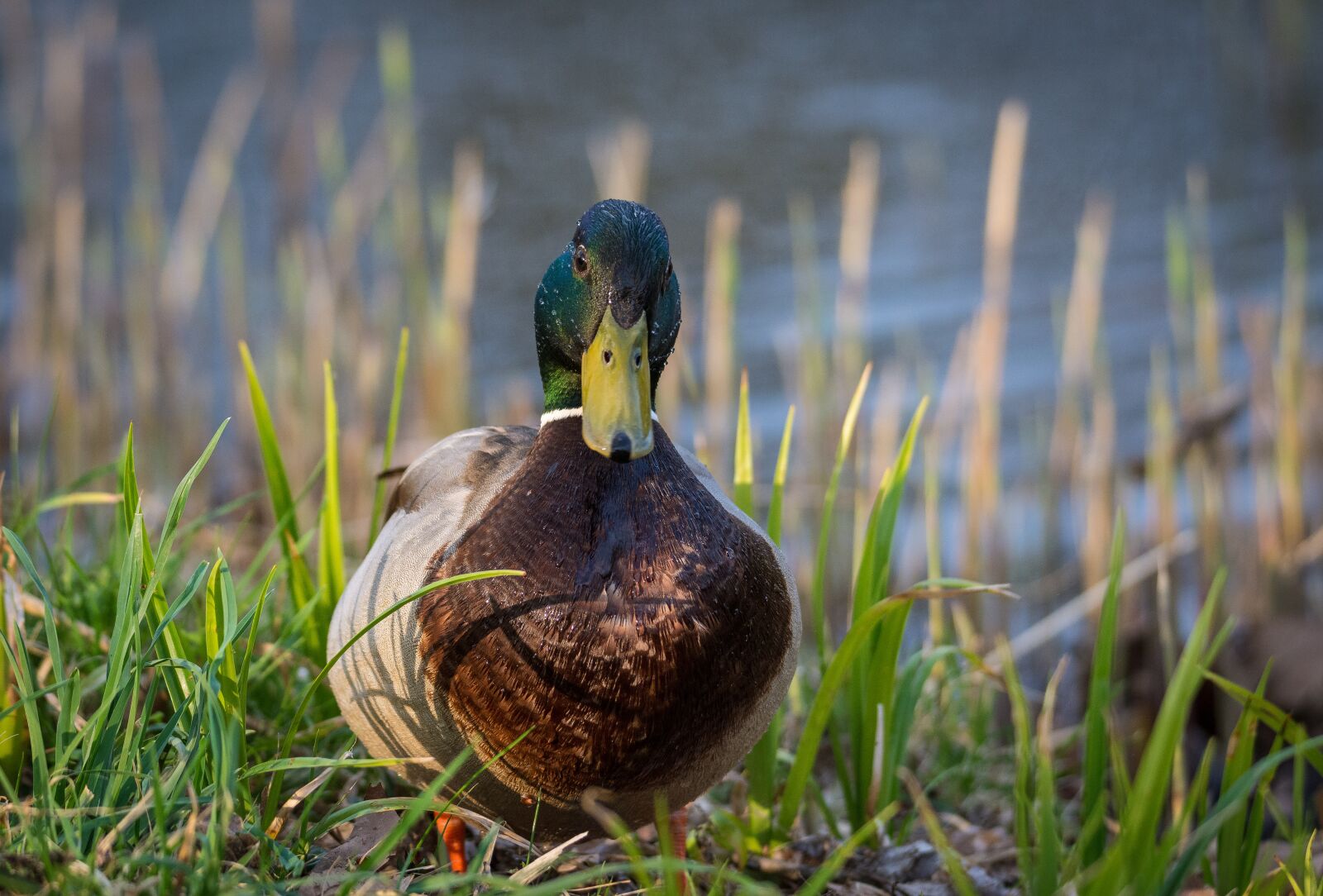 Nikon D7200 sample photo. Duck, lake, mood photography