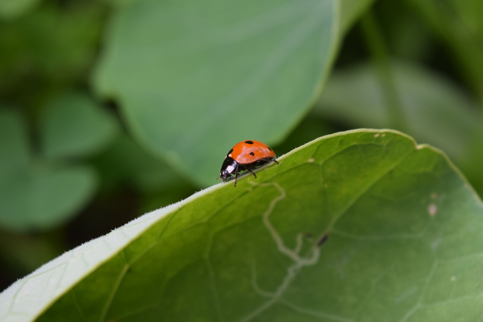 Nikon D3300 sample photo. Ladybug, beetle, insect photography