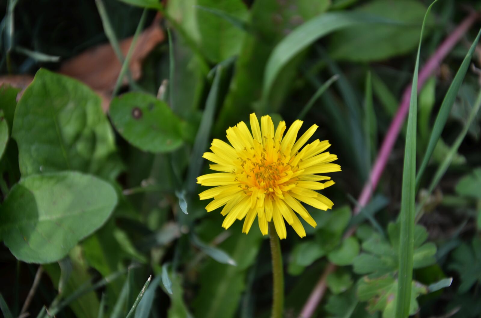 Nikon D7000 sample photo. Flower, field, dandelion photography