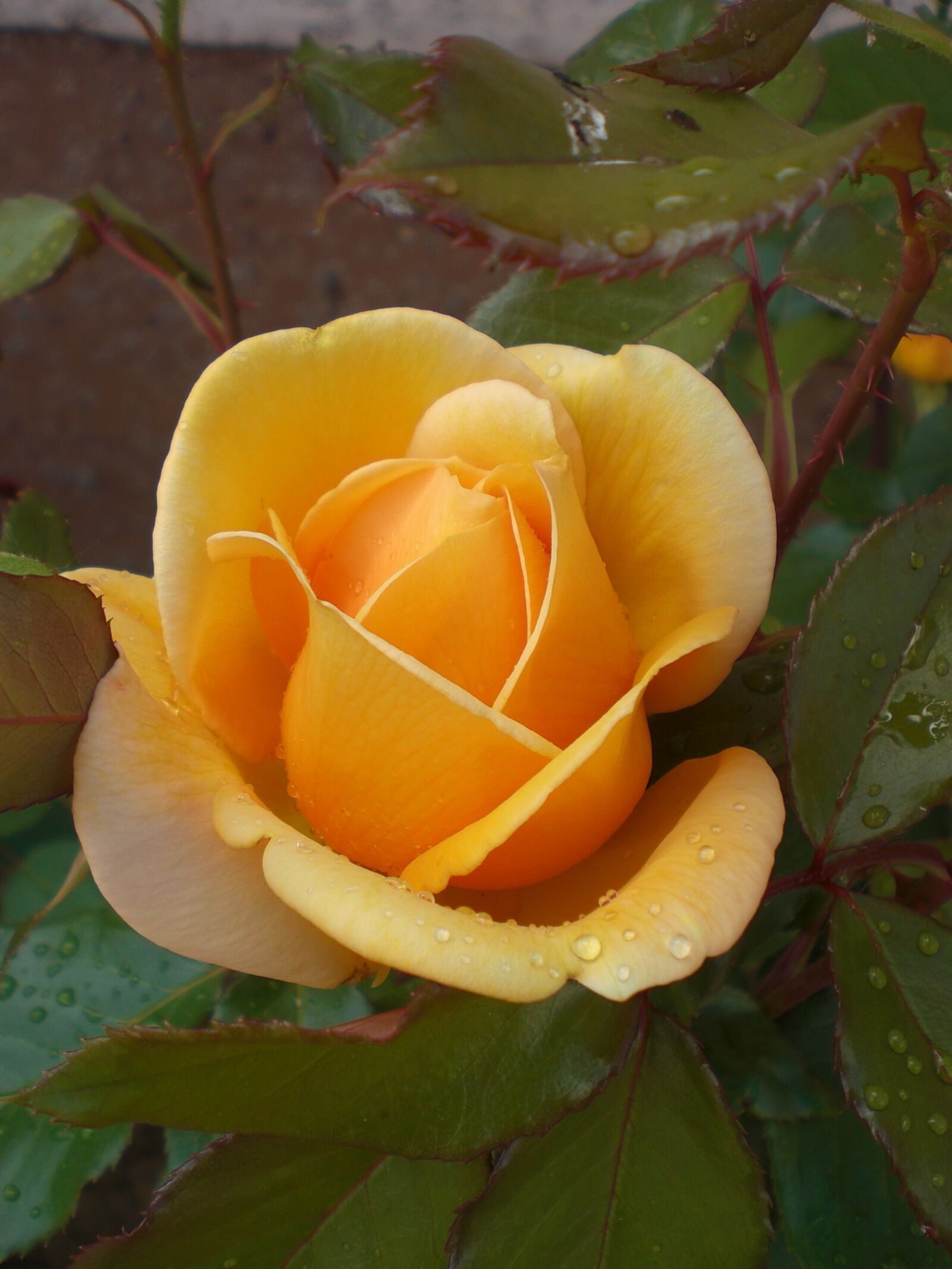 CASIO EX-Z8 sample photo. Rose, orange, nature photography