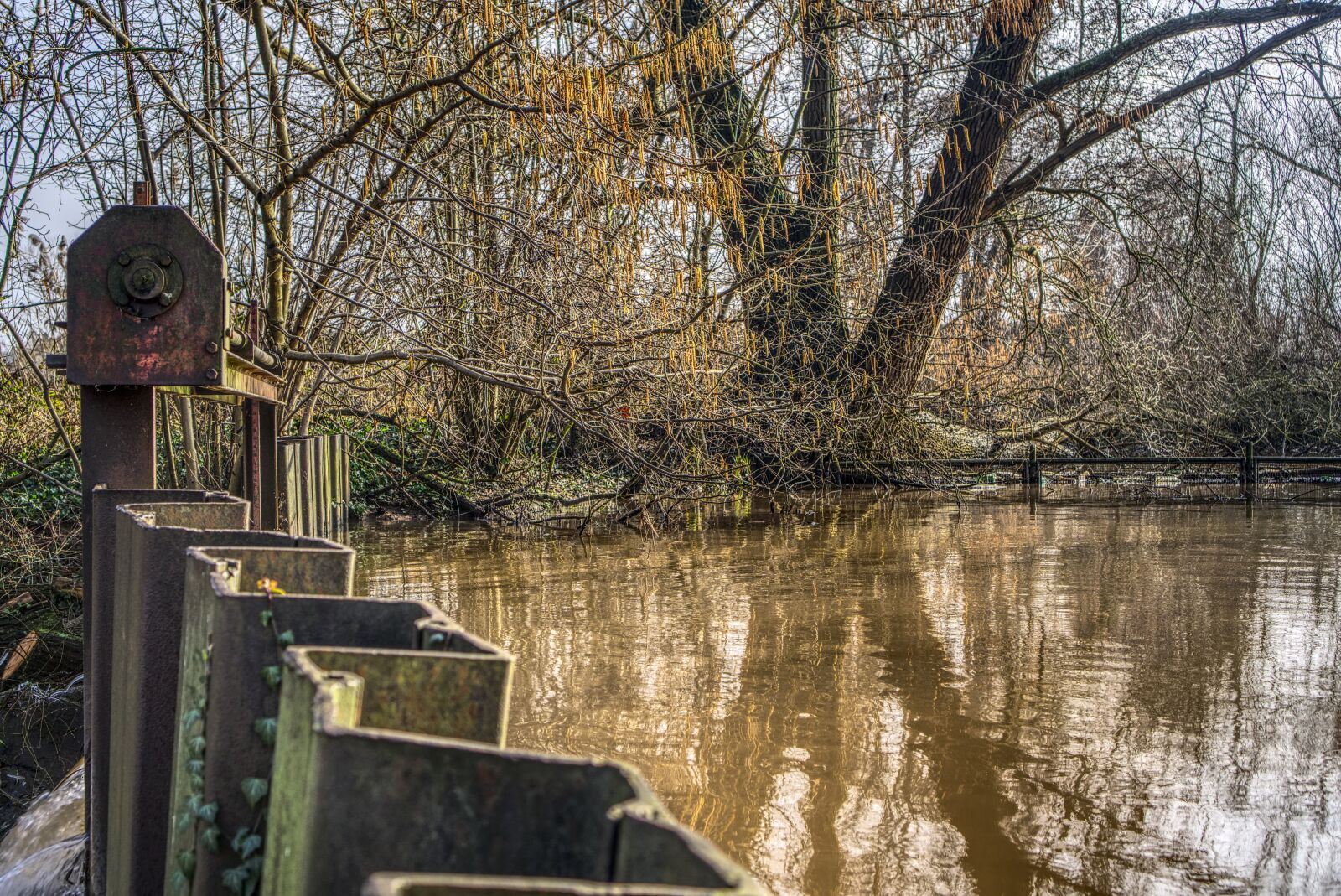 Sony a6000 + Sony E 35mm F1.8 OSS sample photo. Waters, tree, nature photography