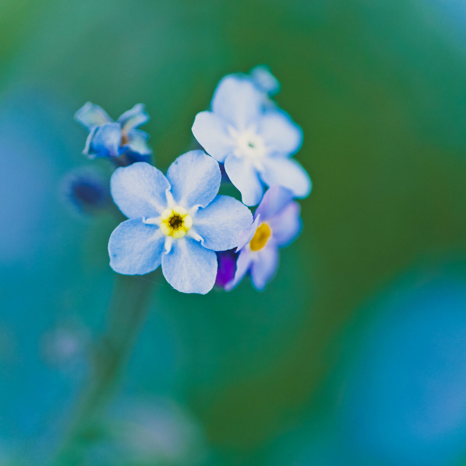 Panasonic Lumix DMC-GH4 + Panasonic Leica DG Macro-Elmarit 45mm F2.8 ASPH OIS sample photo. Bloom, blooming, blossom, blue photography