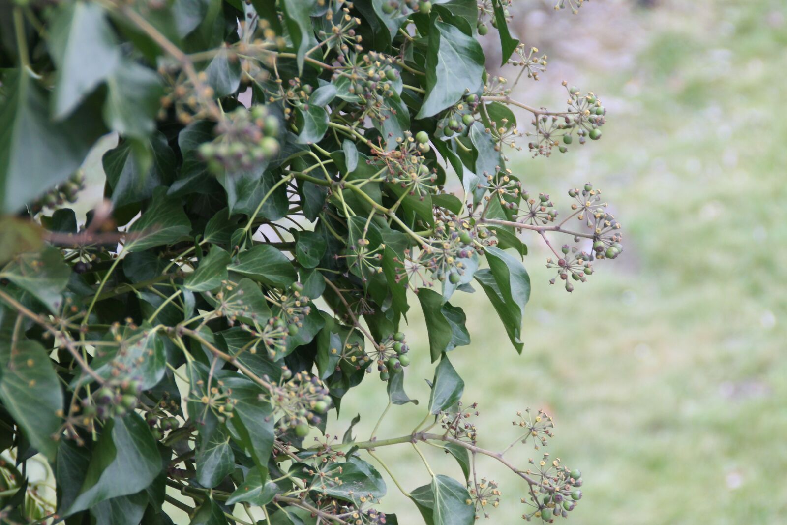 Canon EOS 1100D (EOS Rebel T3 / EOS Kiss X50) sample photo. Plant, nature, tree photography