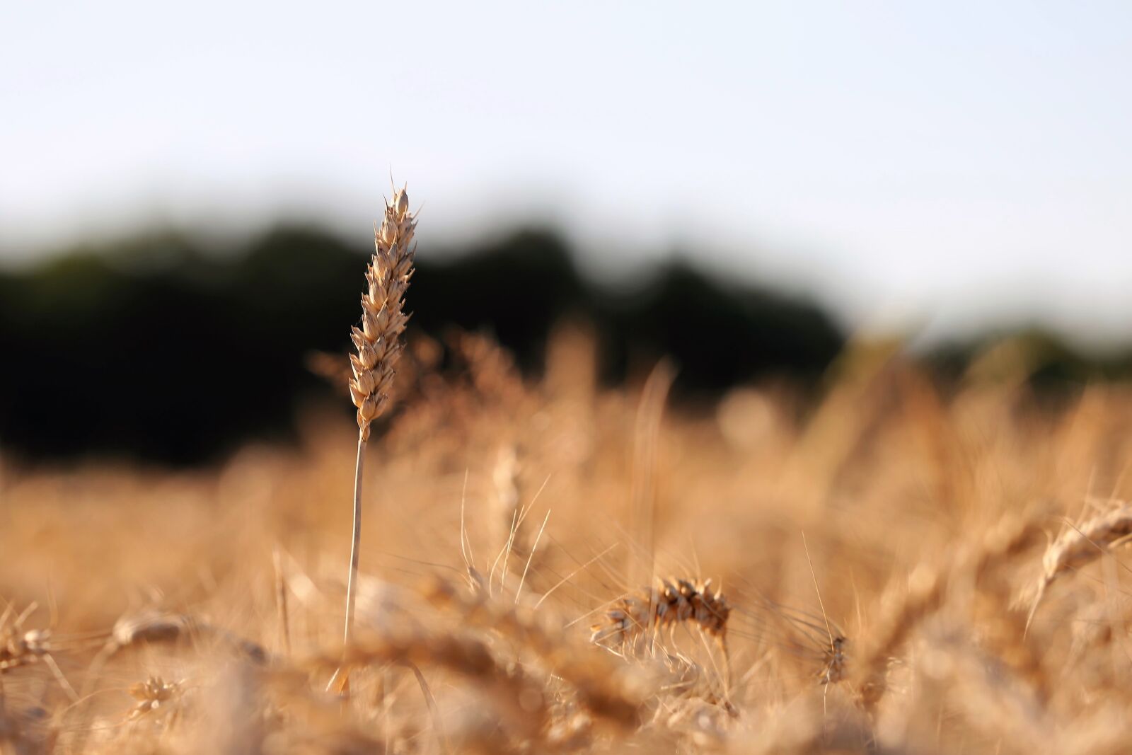 Canon EF 70-300 F4-5.6 IS II USM sample photo. Agriculture, wheat, plant photography