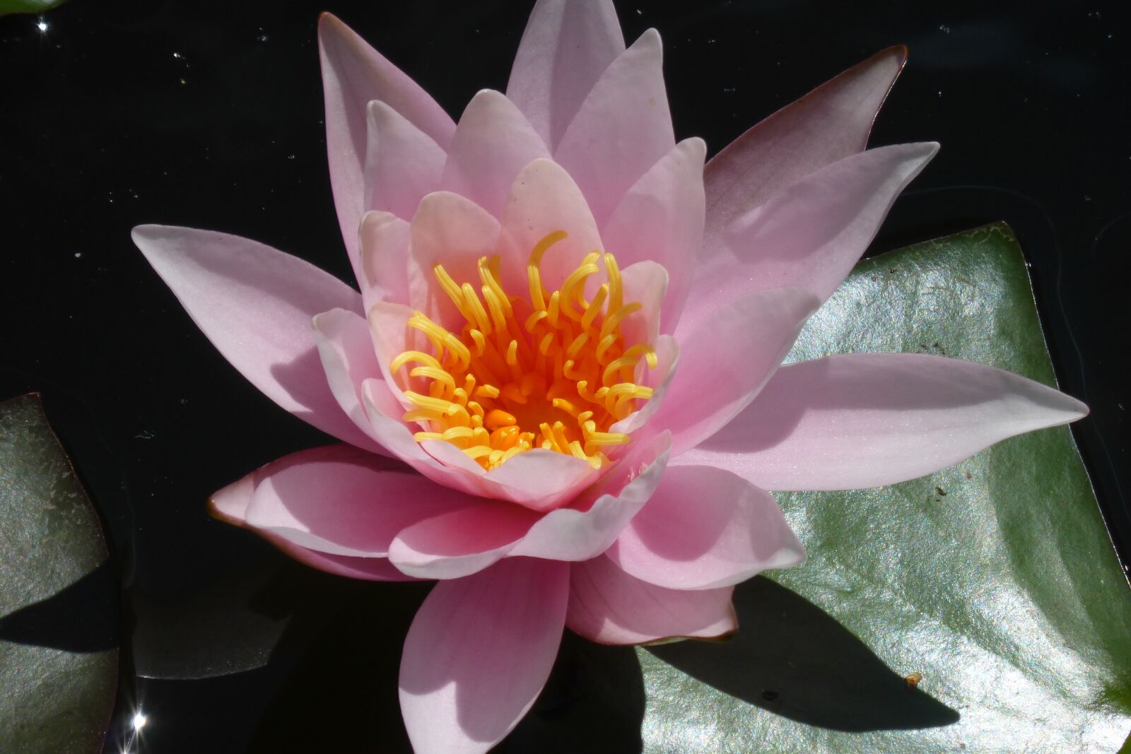 Panasonic DMC-TZ36 sample photo. Lotus, flower, puddle photography