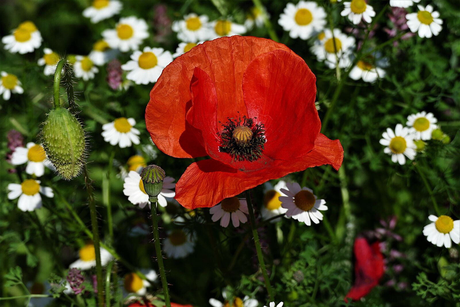 Panasonic Lumix DMC-FZ1000 sample photo. Poppy, blossom, bloom photography