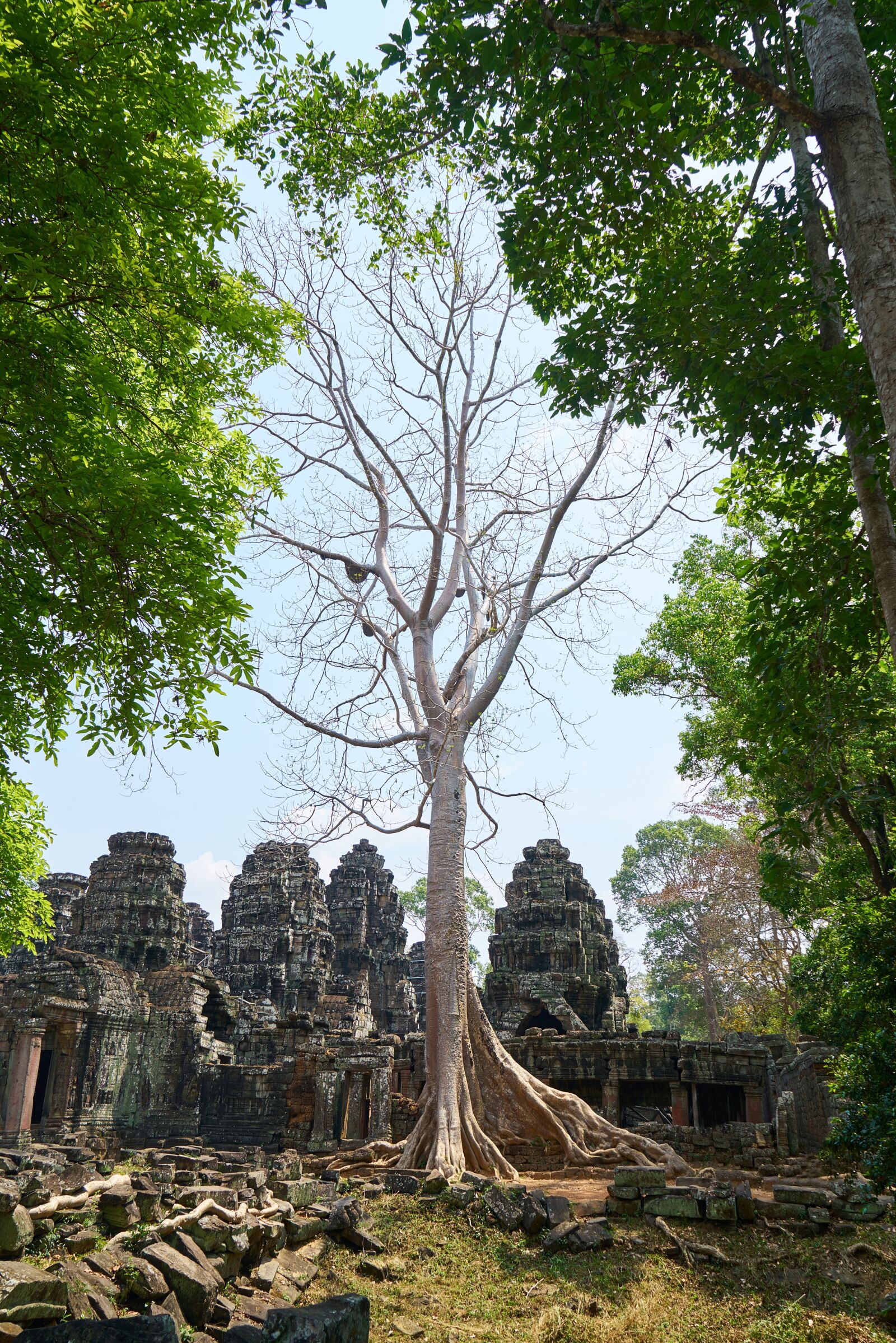 Sony a7R II sample photo. Tree, nature, plant photography