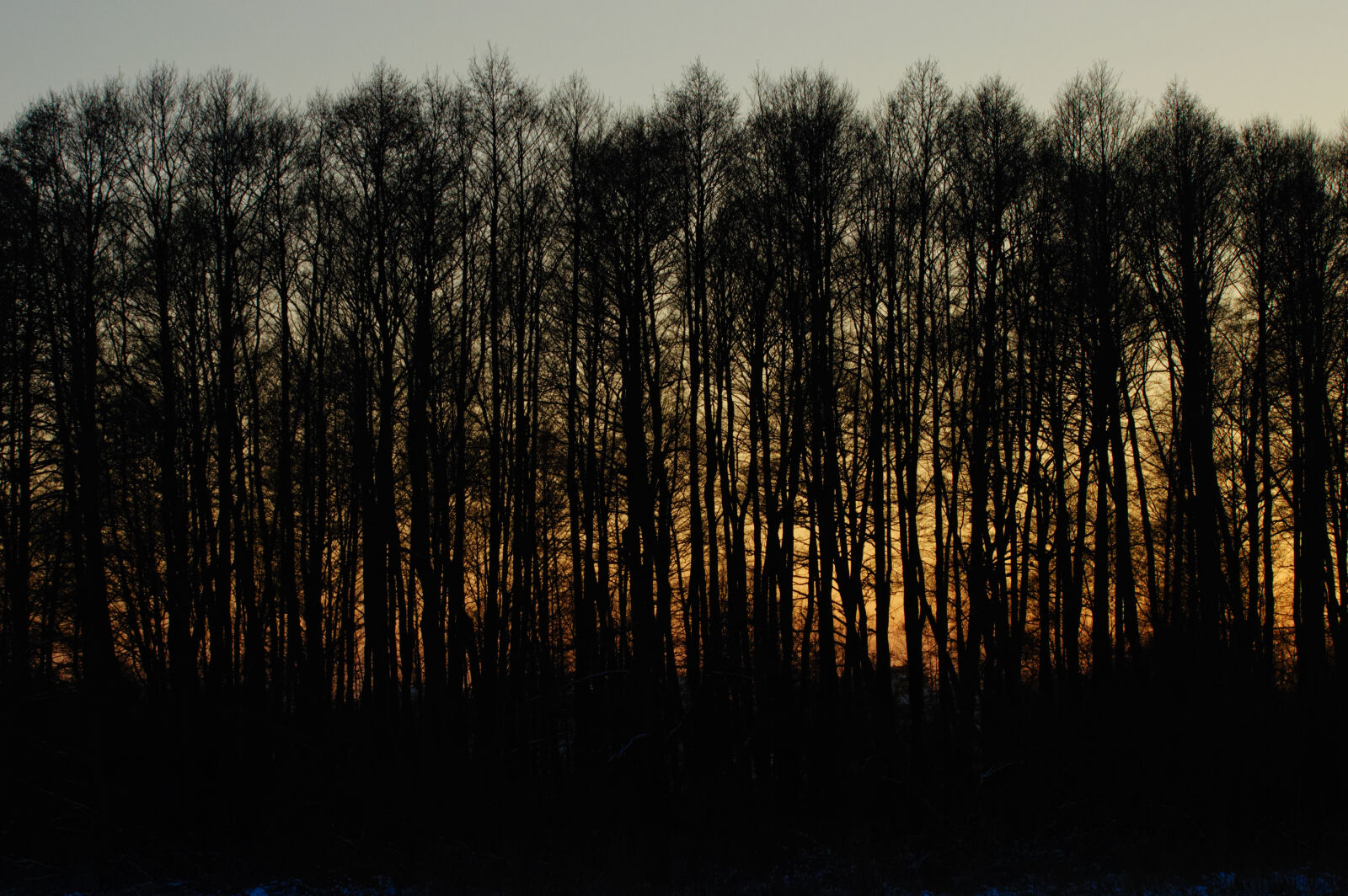 Nikon D3200 sample photo. Tree photography