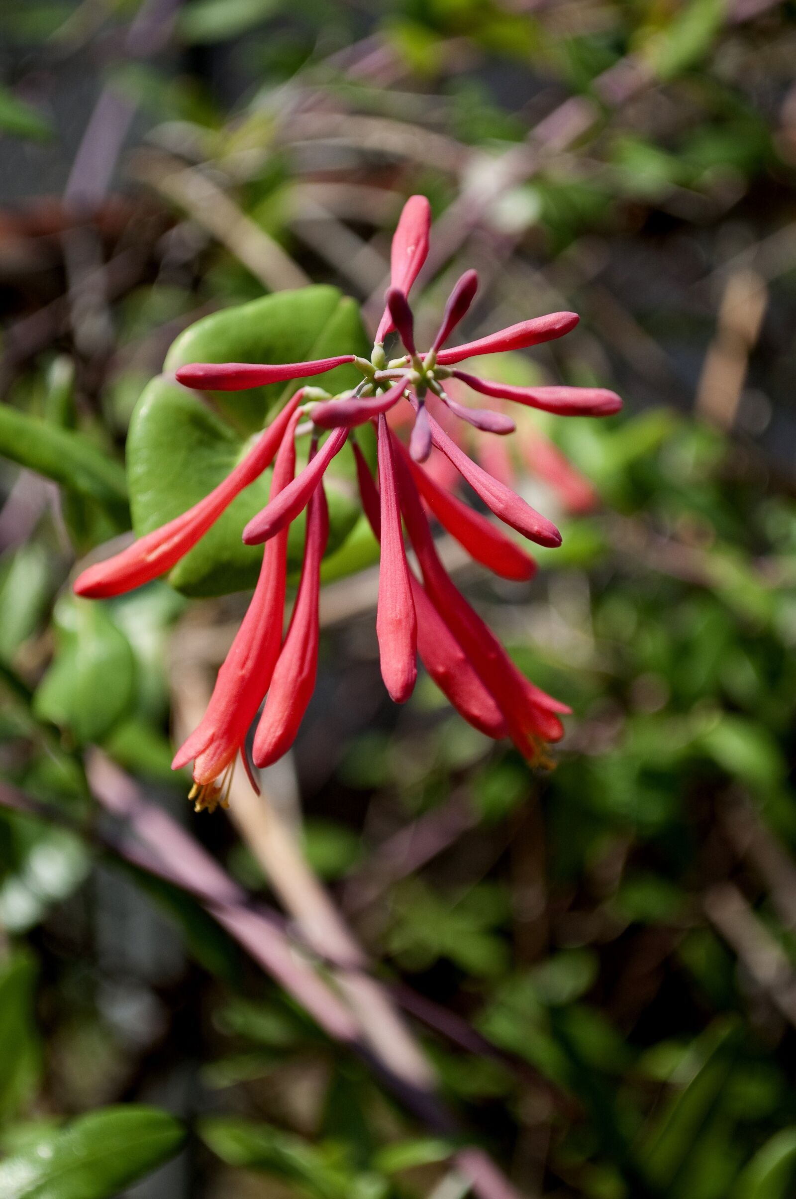 Nikon D5000 sample photo. Red coral bean flower photography