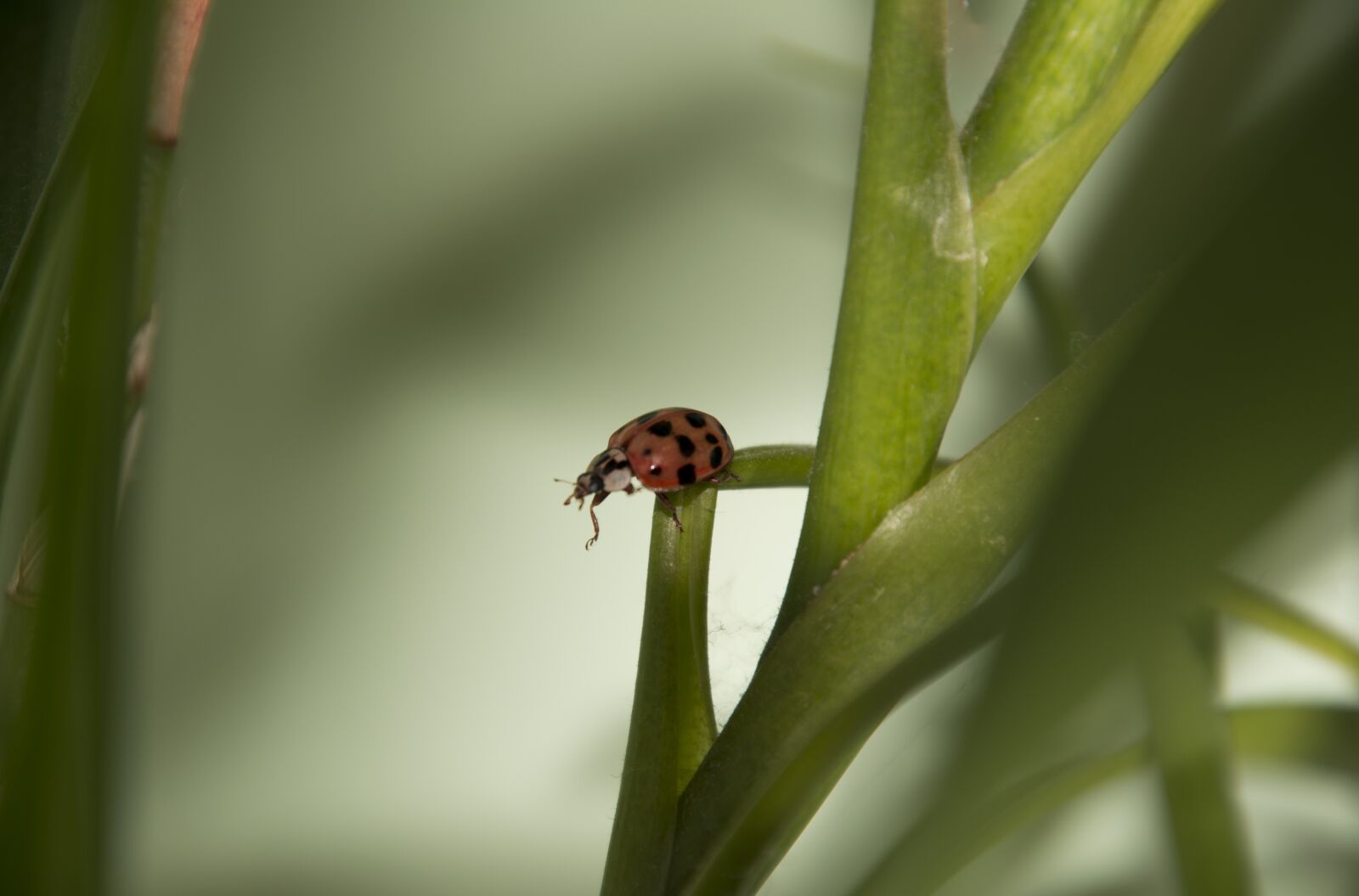 Nikon D5200 sample photo. Ladybug, red, nature photography