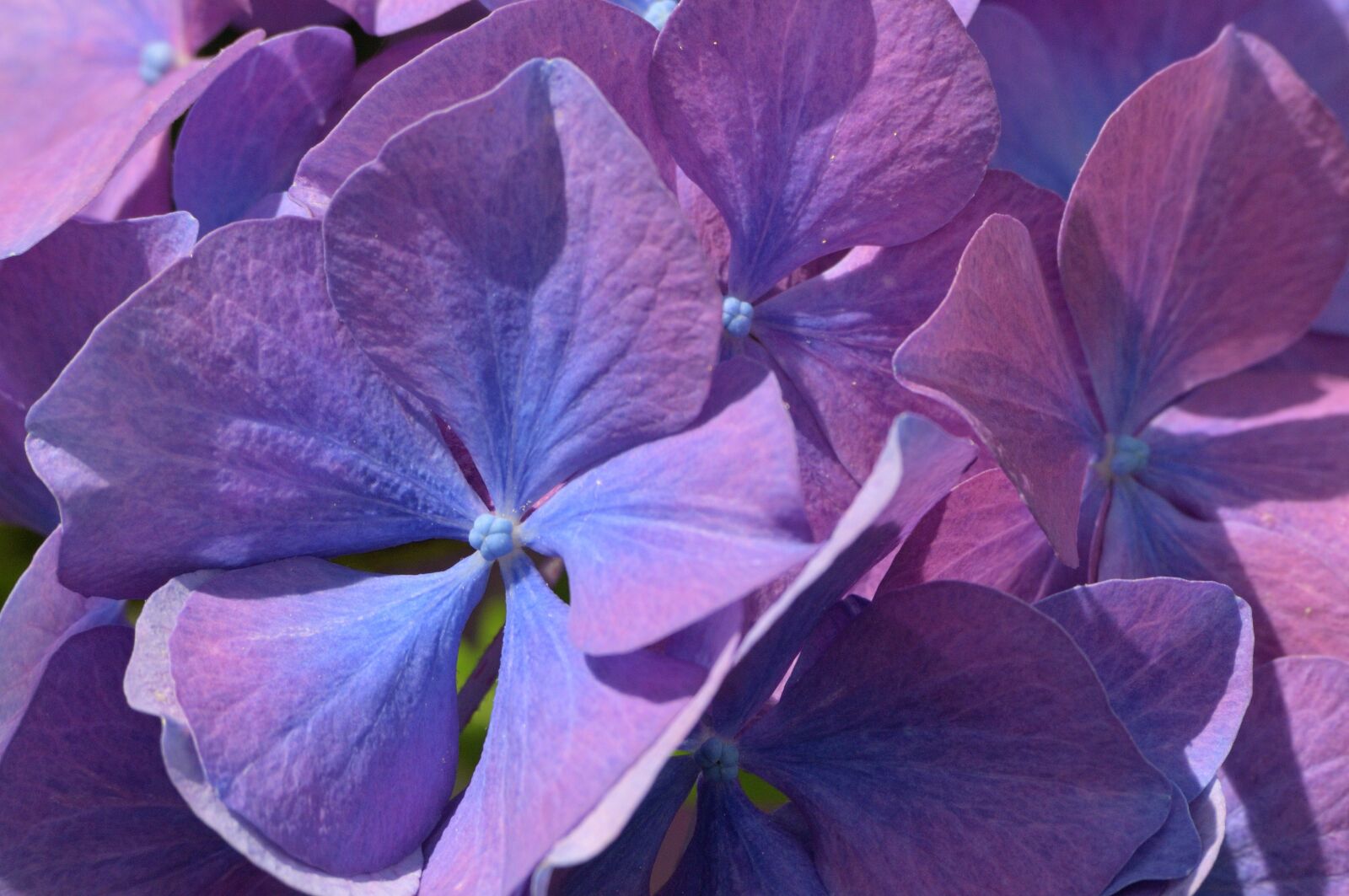 Nikon D300 sample photo. Blue, hydrangea, flower photography