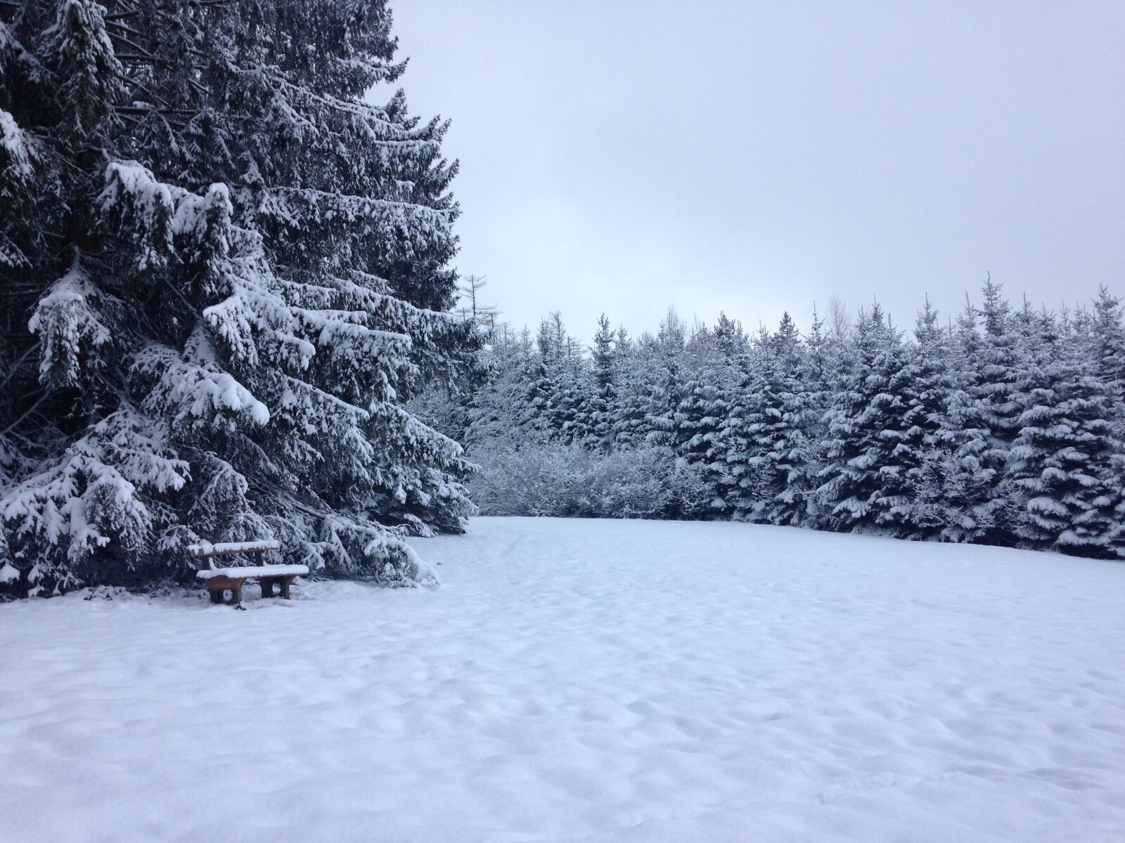 iPhone 5c back camera 4.12mm f/2.4 sample photo. Snow, wintry, forest photography