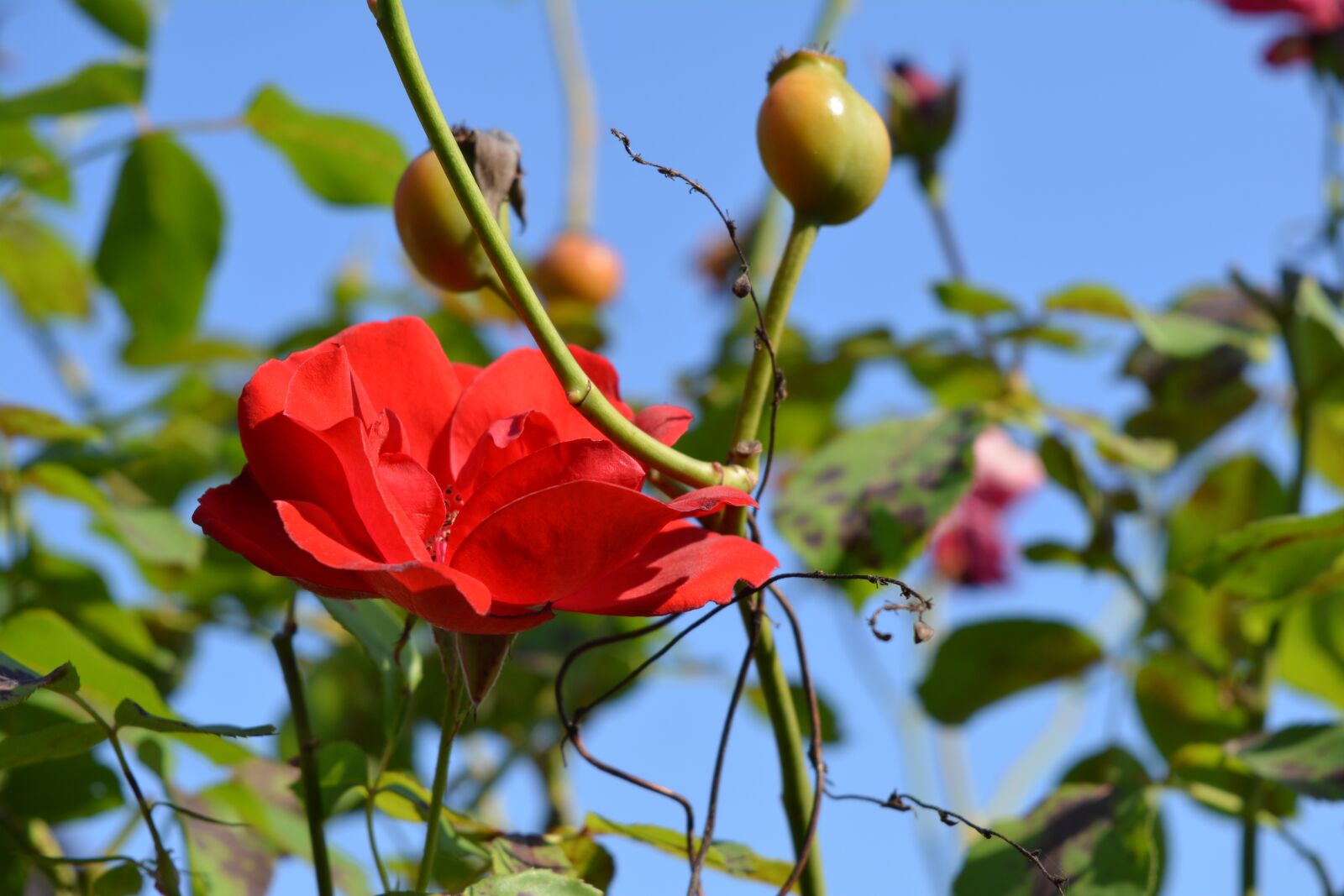 Nikon D5200 sample photo. Flower, rose, plant photography