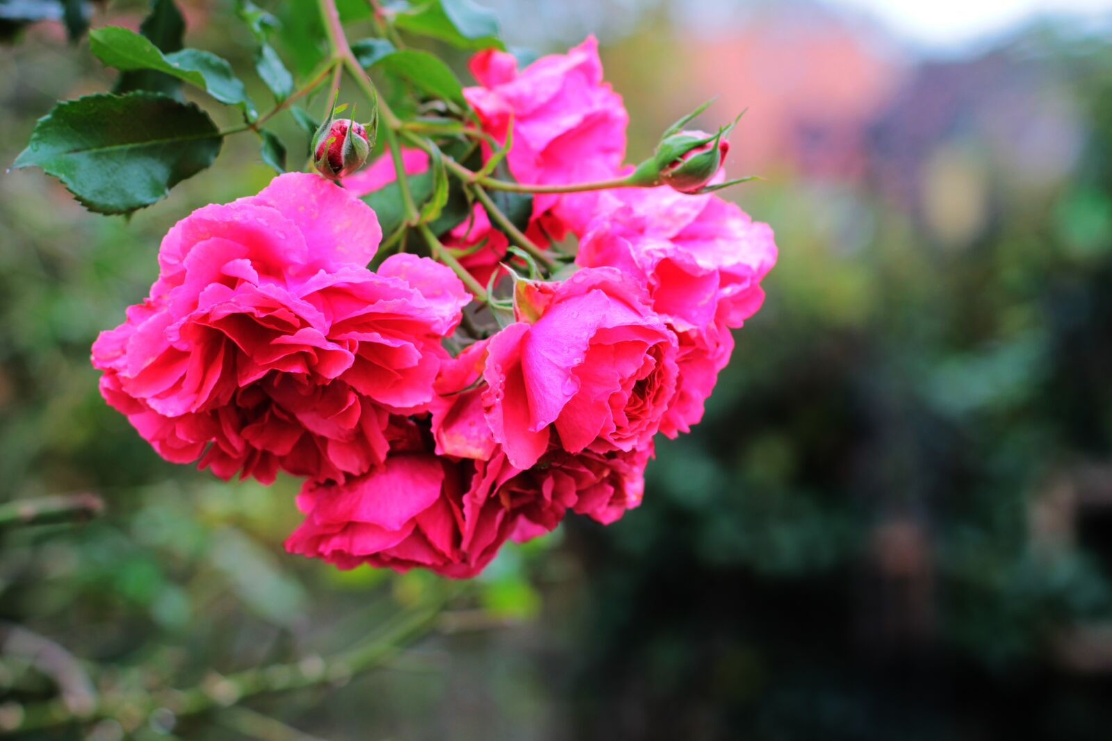 Canon EF 50mm F1.4 USM sample photo. Roses, rosebush, flowers photography