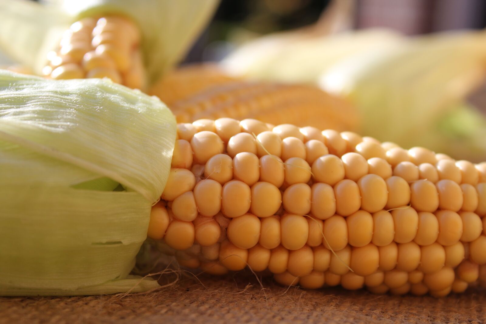 Canon EOS 1200D (EOS Rebel T5 / EOS Kiss X70 / EOS Hi) sample photo. Corn on the cob photography