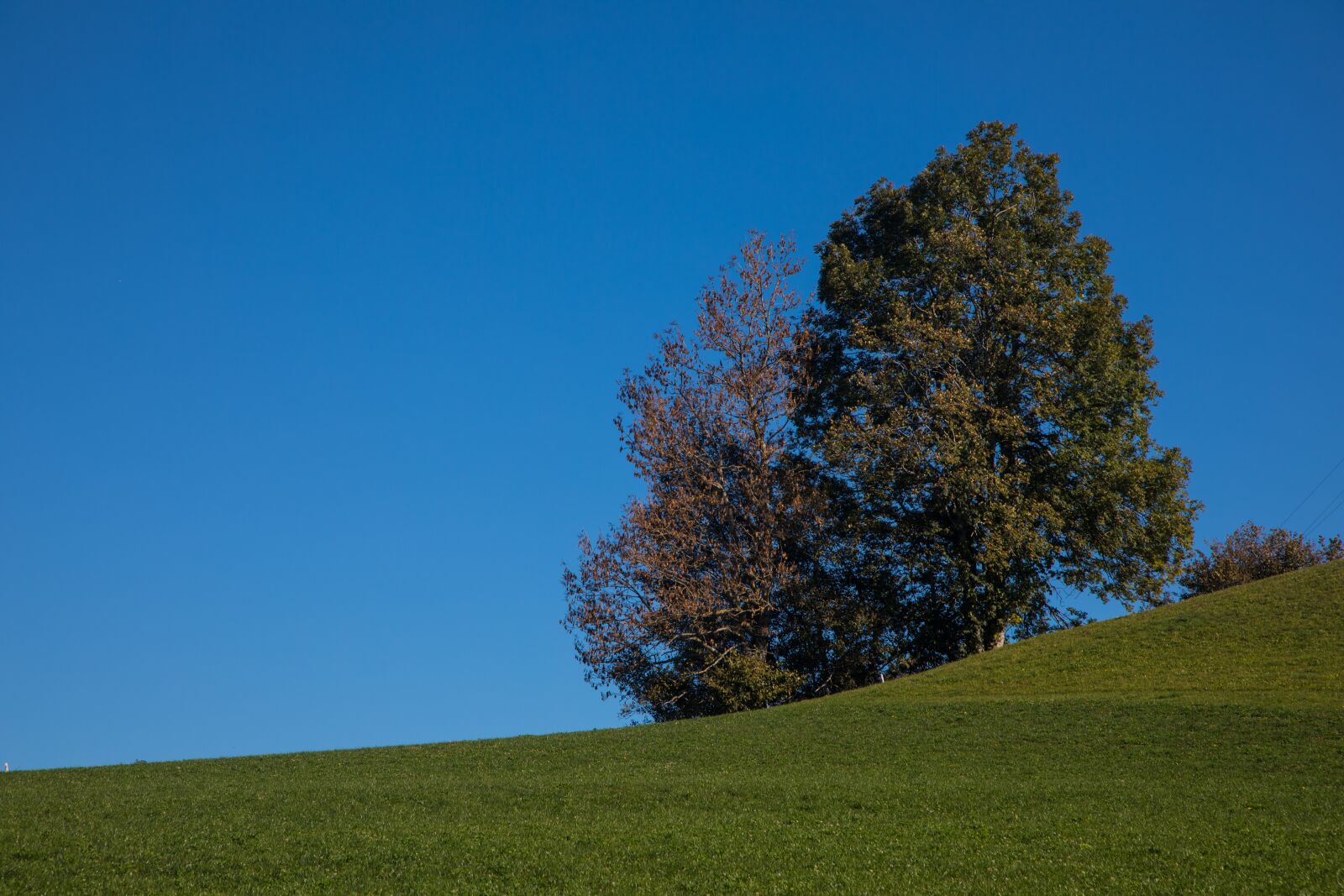 Canon EOS 5D Mark IV sample photo. Tree, hill, landscape photography