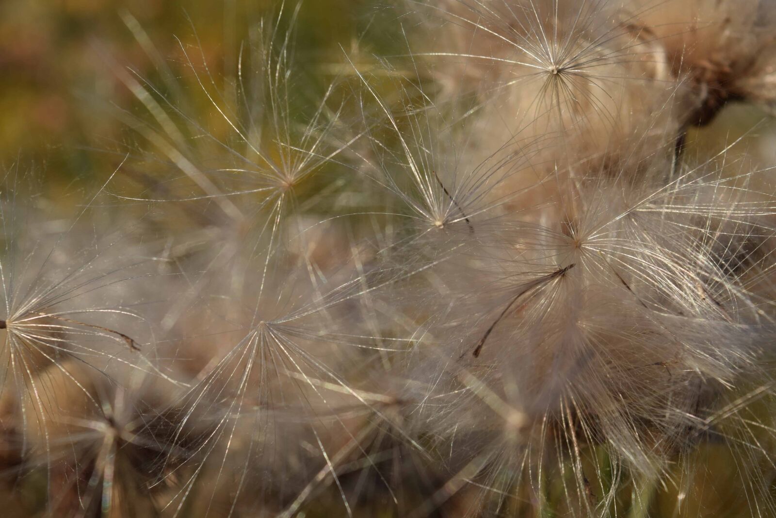 Nikon D3300 sample photo. Seed, outdoor, nature, dandelion photography