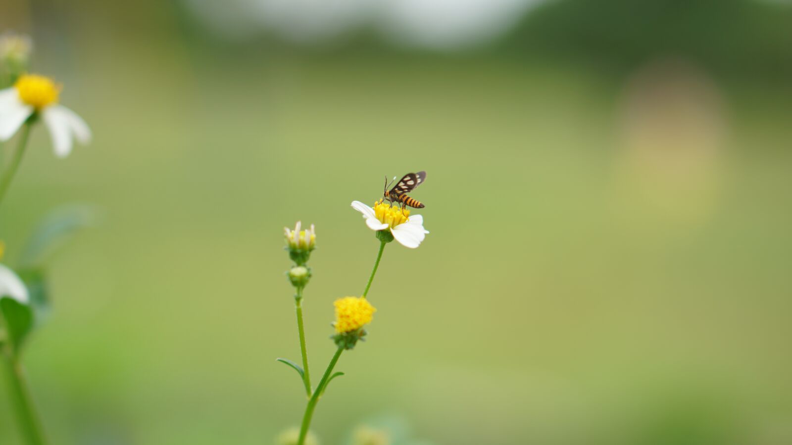 E 50mm F1.8 OSS sample photo. Bee, wildflower, garden photography