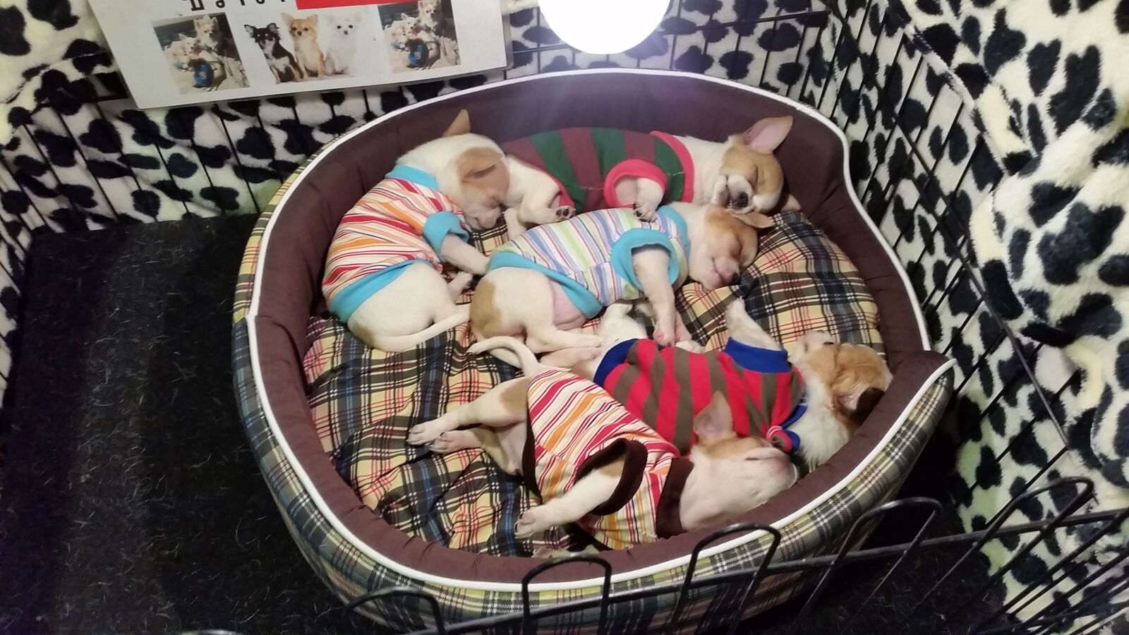 Samsung Galaxy S5 sample photo. Awesome, cute, nap, night photography