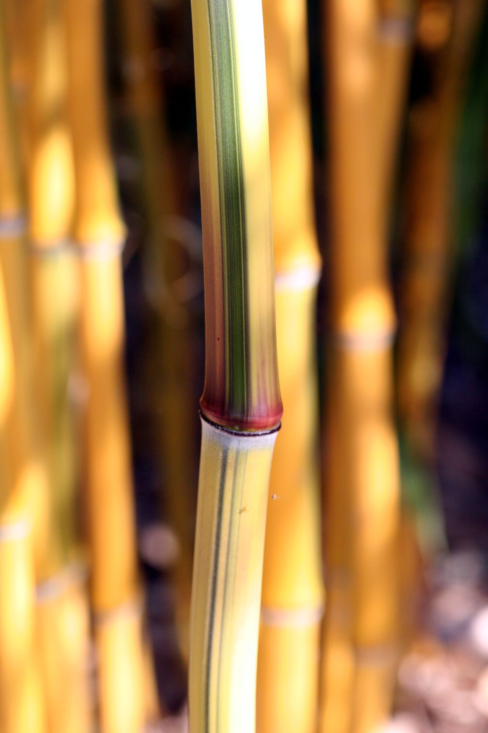 Canon EOS 350D (EOS Digital Rebel XT / EOS Kiss Digital N) sample photo. Bamboo, stems, garden photography
