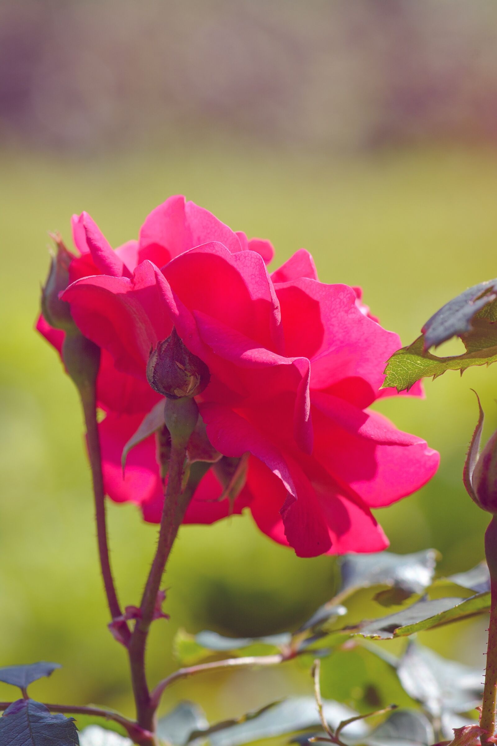 Nikon D7100 sample photo. Rose, rose in the photography
