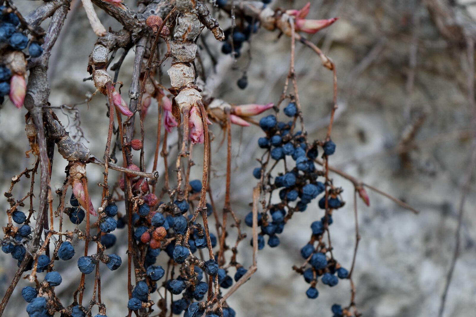 Nikon D5500 sample photo. Bush, detail, branch, tree photography