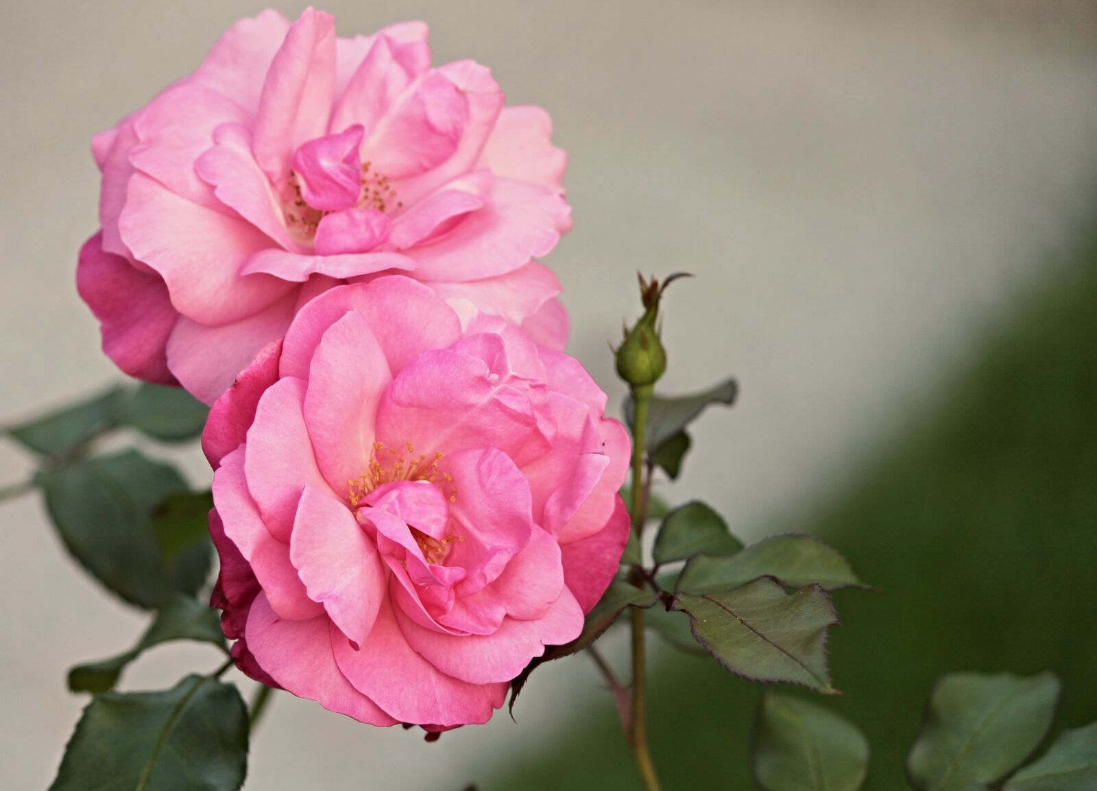 Canon EOS 1100D (EOS Rebel T3 / EOS Kiss X50) sample photo. Heck roses, pink corymbifera photography