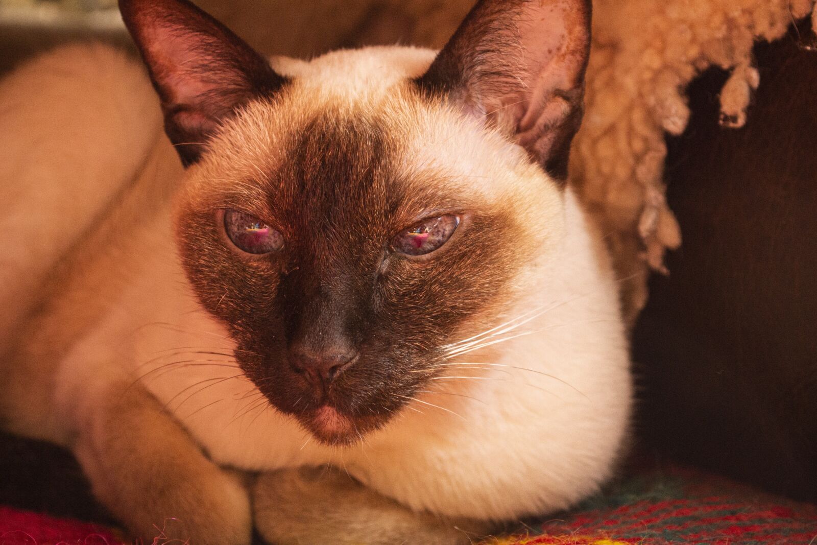 Nikon D3100 sample photo. Cat, feline, pet photography