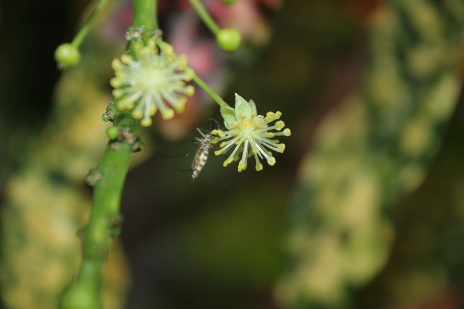 Canon EOS 1100D (EOS Rebel T3 / EOS Kiss X50) sample photo. Insect, mosquito photography