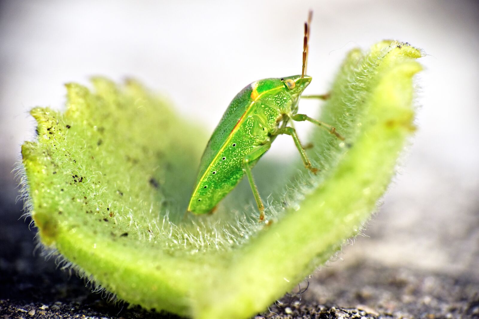 Nikon D5600 sample photo. Green bug, insect, arthropod photography