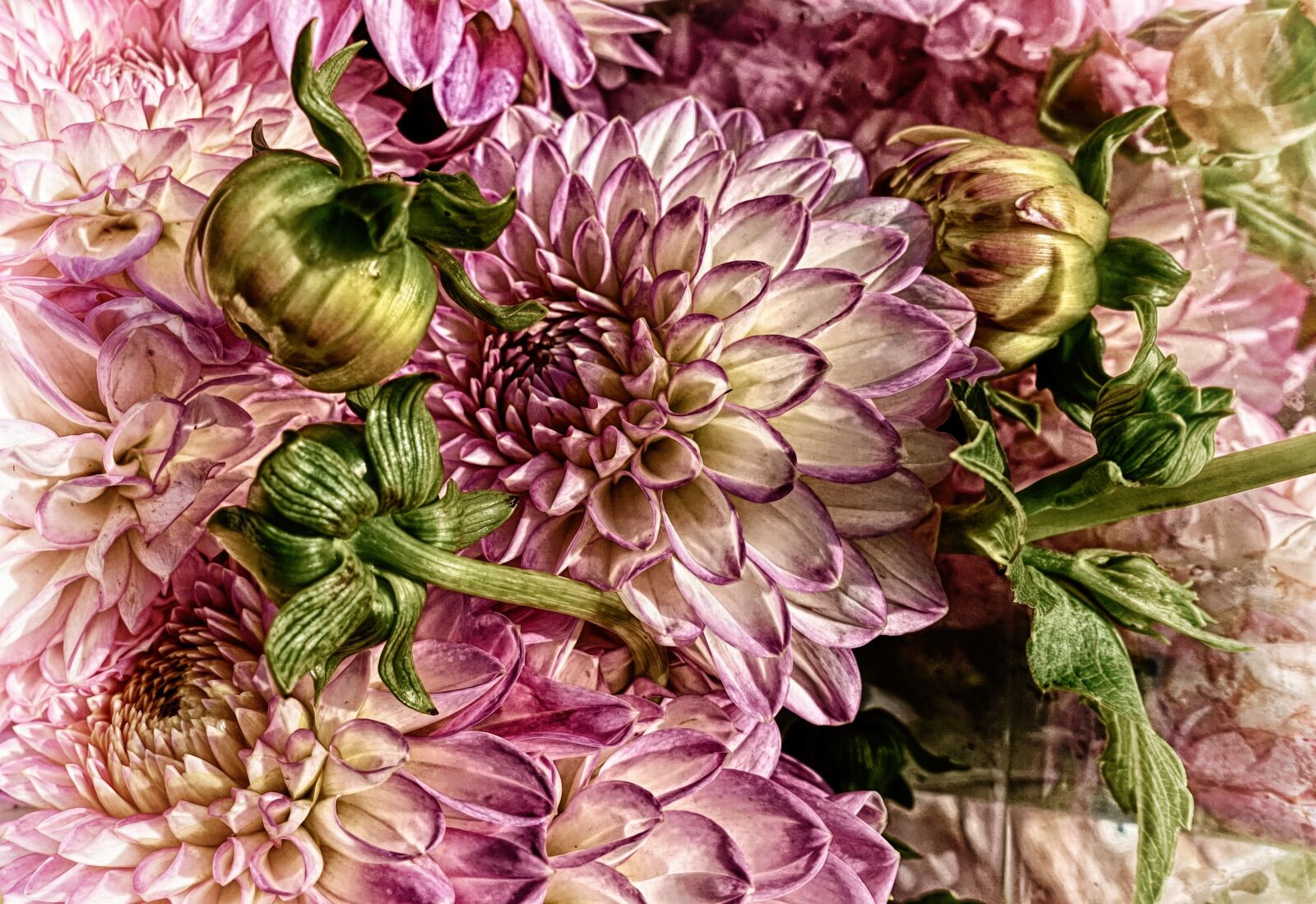 Sony DSC-RX100M5 sample photo. Dahlias, plant, flower photography