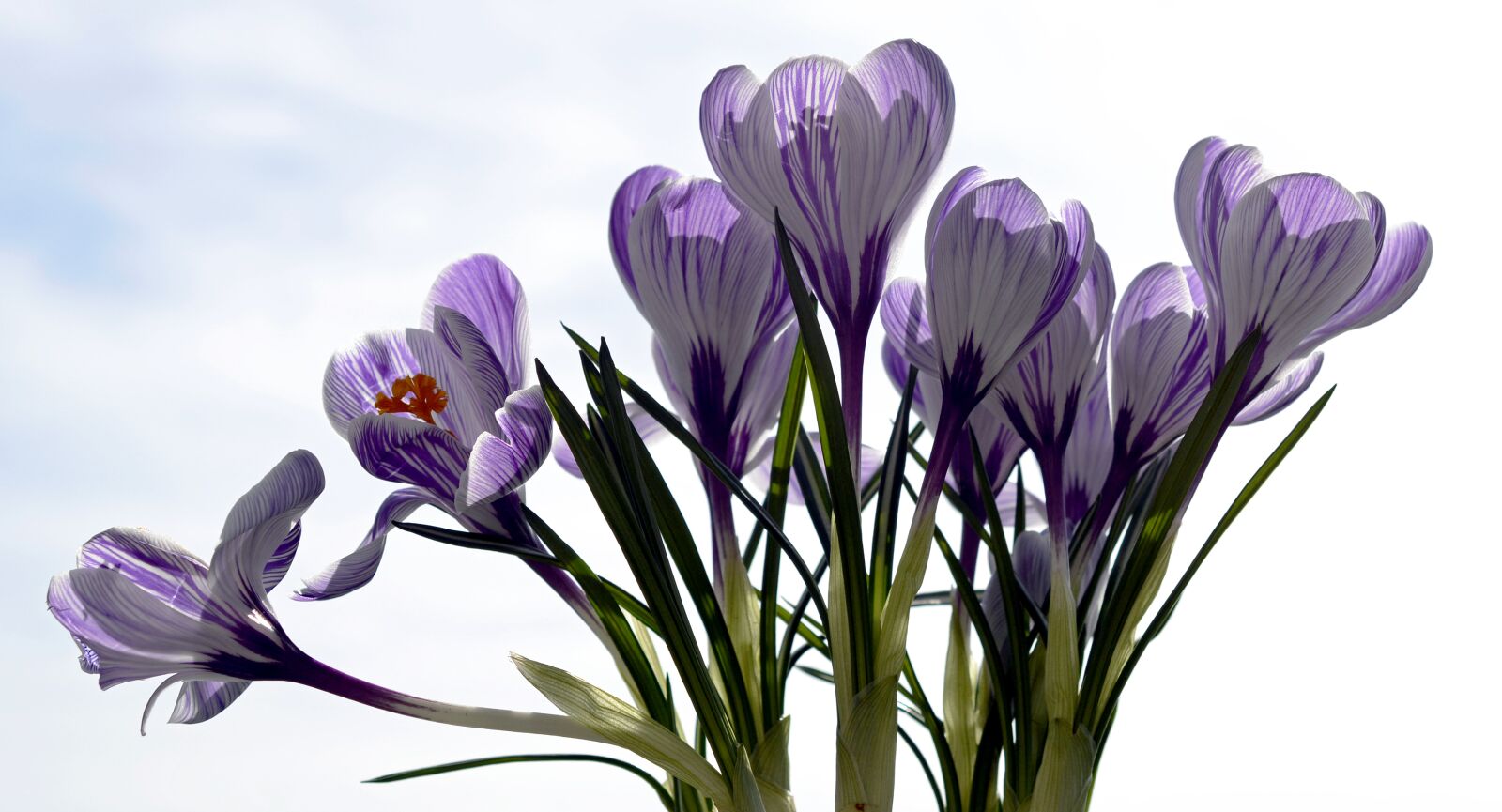 Nikon D7100 sample photo. Crocus, flower, spring photography