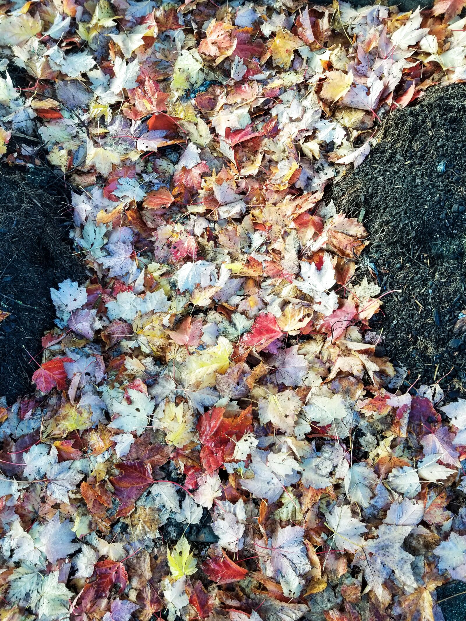 Samsung Galaxy S8+ sample photo. Autumn, maple leave, nature photography