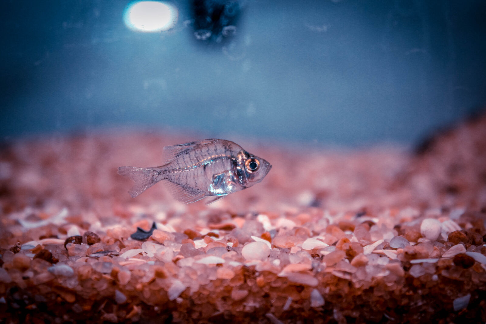 Canon EOS 550D (EOS Rebel T2i / EOS Kiss X4) sample photo. Aquarium, fish, glass, fish photography
