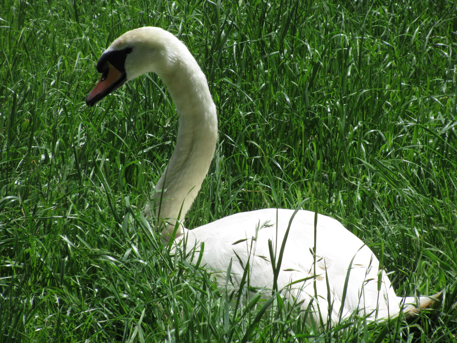 Canon PowerShot SX620 HS sample photo. Beak, bird, eat, farm photography