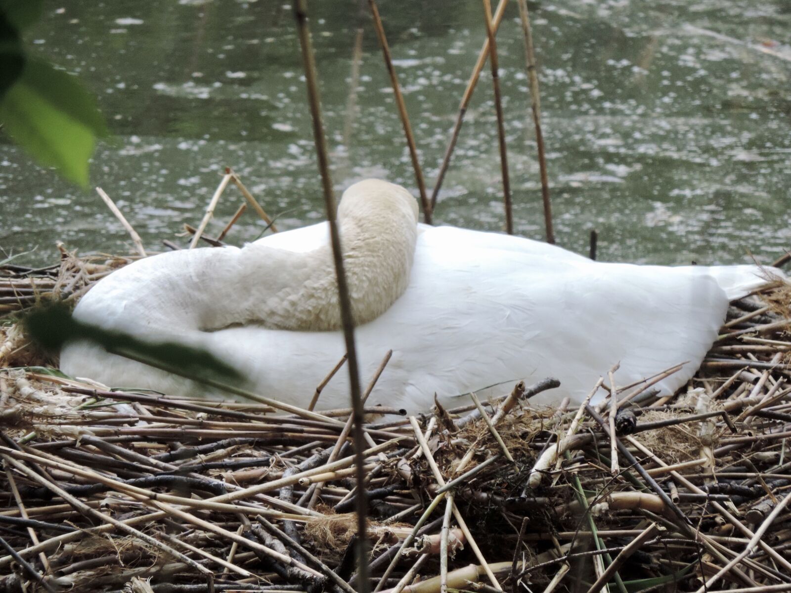 Nikon Coolpix P520 sample photo. Swan, nest, swan's nest photography