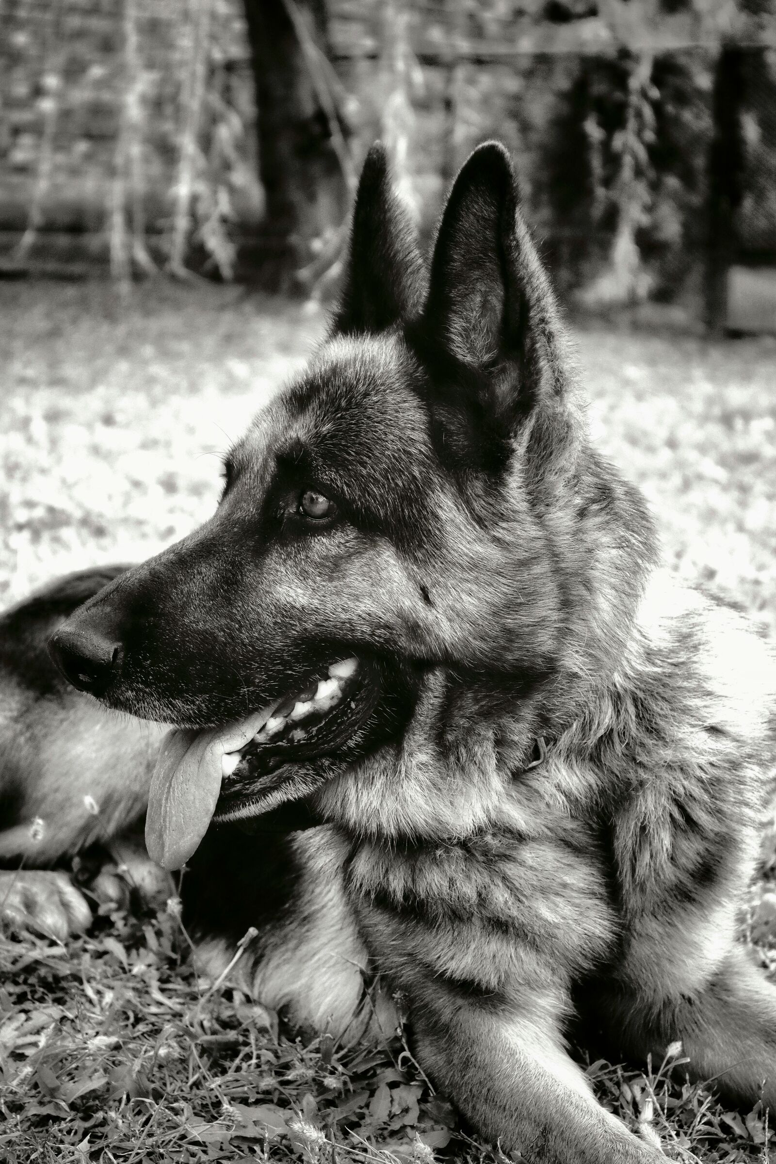 Canon EOS M50 (EOS Kiss M) sample photo. Dog, puppy, pet photography