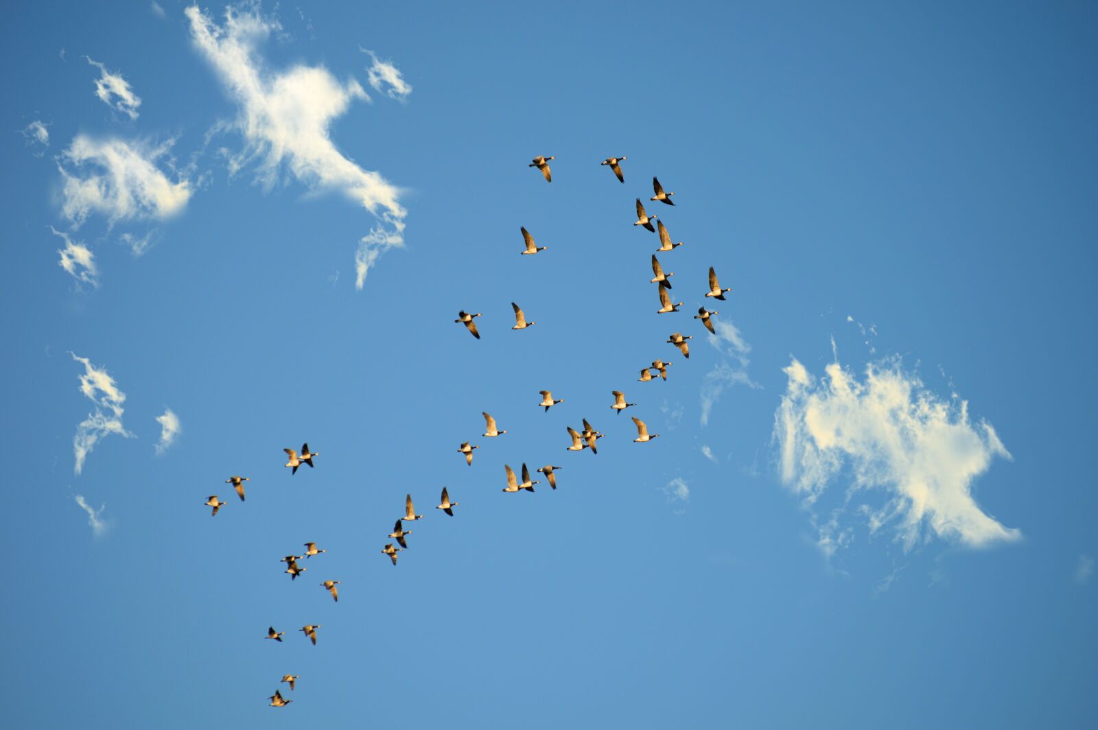 Nikon D3200 sample photo. Wild geese, migratory birds photography