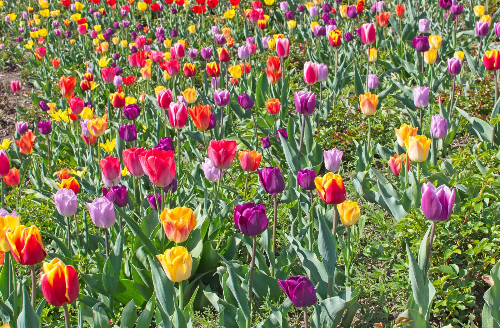 Nikon AF-S DX Nikkor 35mm F1.8G sample photo. Tulips, tulip field, spring photography