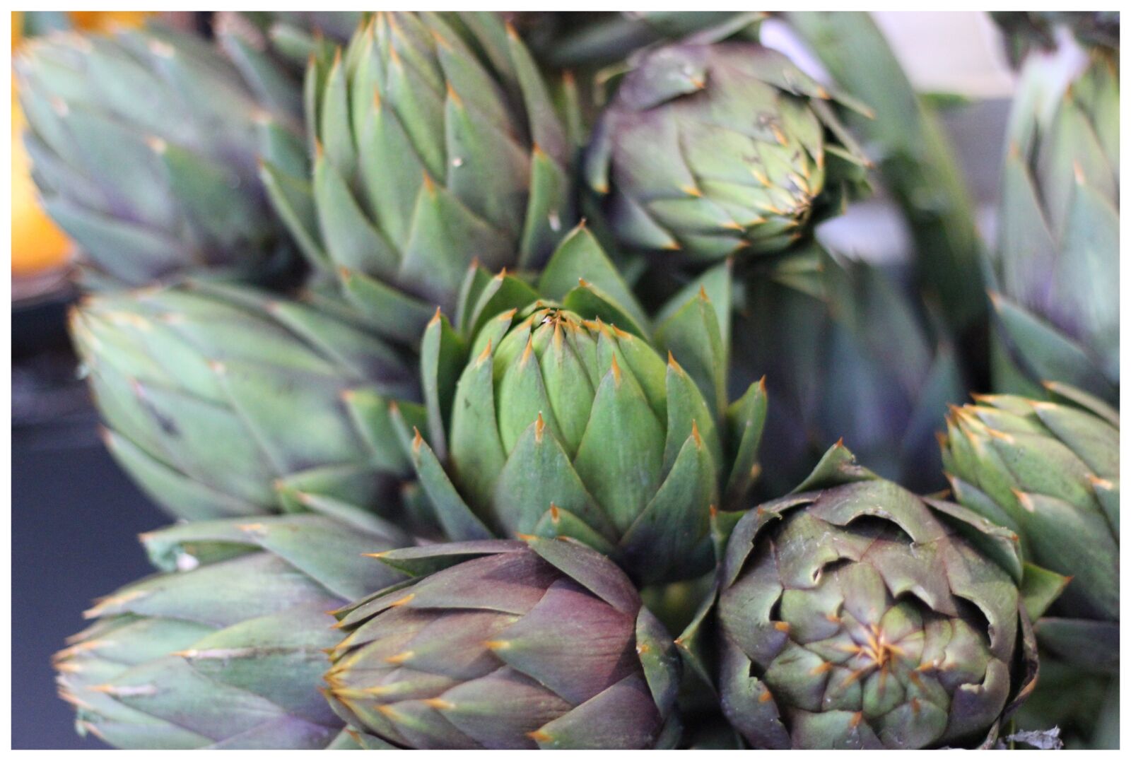 Canon EOS 600D (Rebel EOS T3i / EOS Kiss X5) + Canon EF 50mm F1.8 II sample photo. Vegetables, uncontaminated, artichokes photography