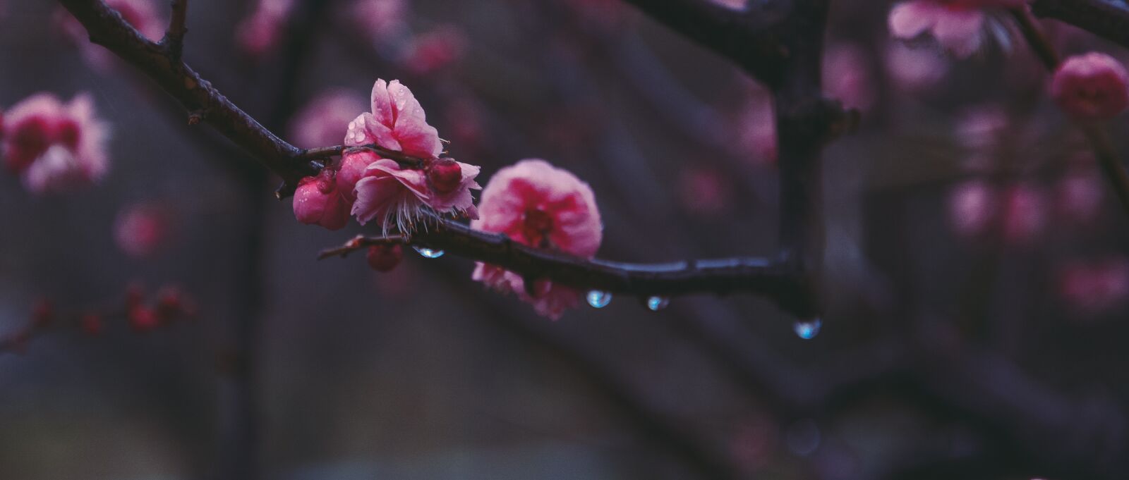 Nikon D7100 sample photo. China wind, suzhou, fragrant photography