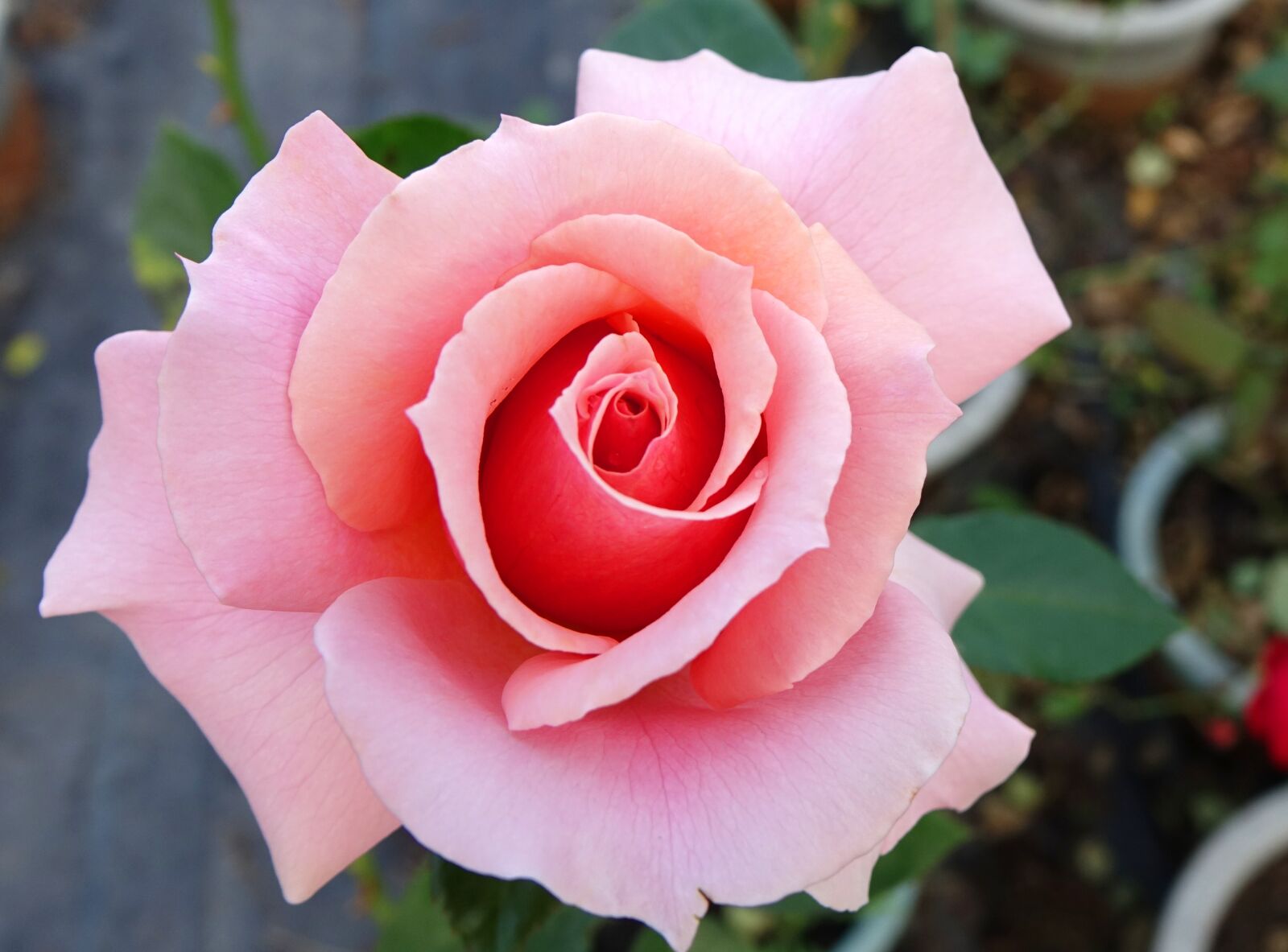 Sony Cyber-shot DSC-RX10 sample photo. Rosa multiflora, rose, a photography